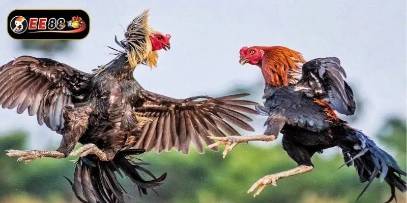 Bí quyết đá gà Thomo luôn thắng từ chuyên gia Bí quyết đá gà Thomo luôn thắng từ chuyên gia