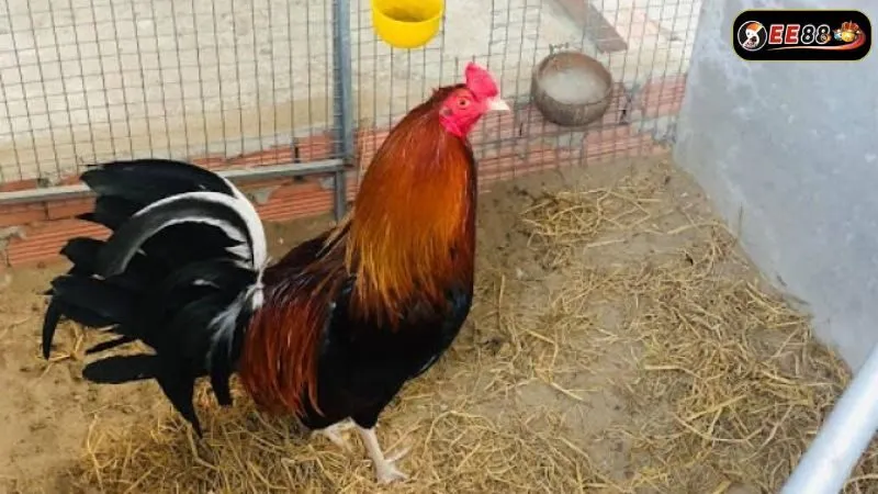 Điểm nổi bật của gà trong nghệ thuật đá gà