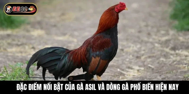 Đặc điểm nổi bật của gà Asil và dòng gà phổ biến hiện nay