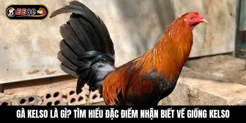 Gà Kelso là gì? Tìm hiểu đặc điểm nhận biết về giống Kelso