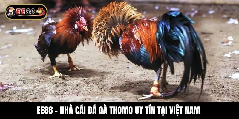 Khám phá đấu trường đá gà Thomo đỉnh cao đầy kịch tính