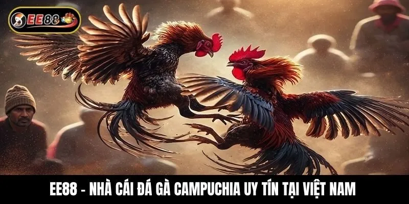 Khám phá thế giới đá gà Campuchia kịch tính và hấp dẫn