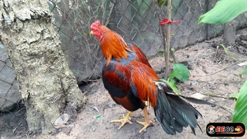Một số dòng gà Asil tại Việt Nam được ưa chuộng