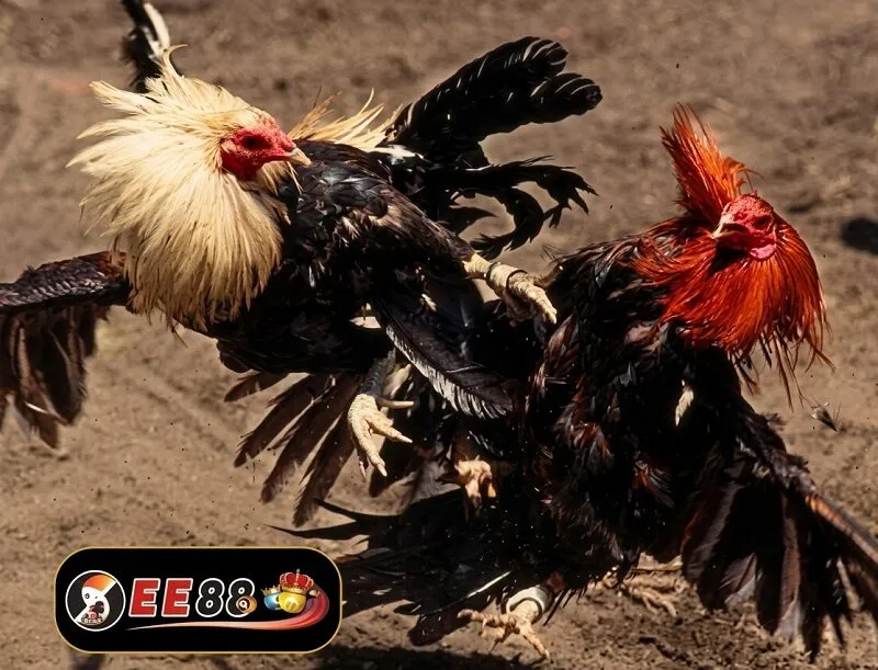 Ưu điểm đá gà Thomo Ưu điểm đá gà Thomo